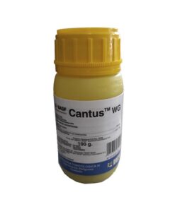 CANTUS