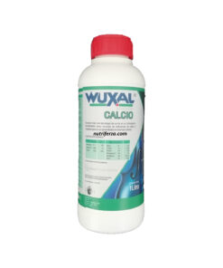 WUXAL CALCIO